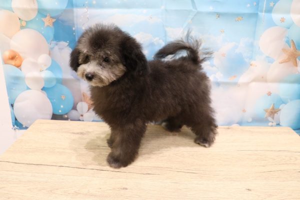 愛知県のトイプードル(トイ) (ペットショッププチマリア 一宮イオンモール木曽川キリオ店/2026年5月12日生まれ/女の子/グレー)の子犬の3枚目の画像