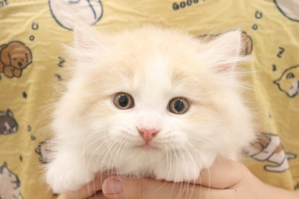 マンチカン