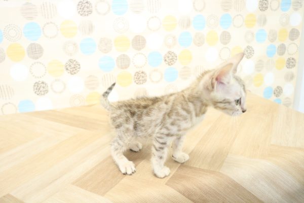 東京都のベンガル (ペットショッププチマリア 多摩唐木田店/2026年7月15日生まれ/男の子/シルバースポットタビー)の子猫の2枚目の画像