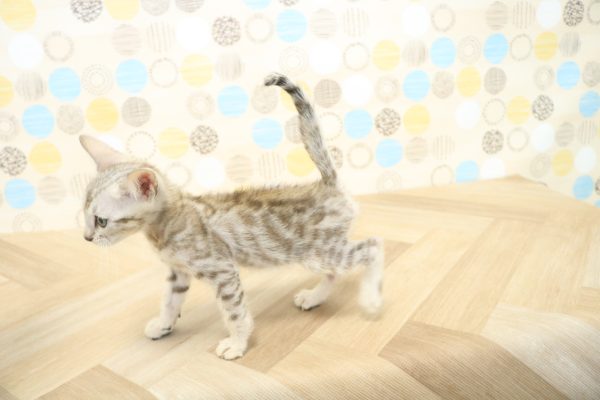 東京都のベンガル (ペットショッププチマリア 多摩唐木田店/2026年7月15日生まれ/男の子/シルバースポットタビー)の子猫の3枚目の画像