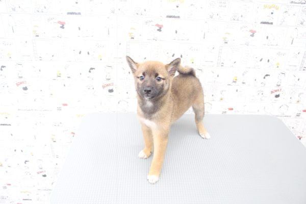 岐阜県の柴犬(標準サイズ) (ペットショッププチマリア 岐阜大垣垂井店/2026年7月6日生まれ/女の子/赤)の子犬の2枚目の画像