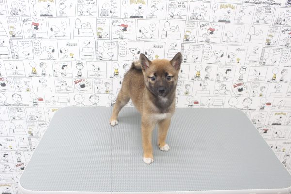 岐阜県の柴犬(標準サイズ) (ペットショッププチマリア 岐阜大垣垂井店/2026年7月6日生まれ/女の子/赤)の子犬の3枚目の画像