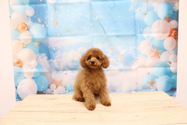 愛知県のトイプードル(トイ) (ペットショッププチマリア 一宮イオンモール木曽川キリオ店/2026年5月8日生まれ/女の子/レッド)の子犬の2枚目の画像