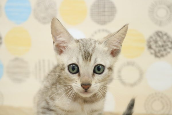 ベンガル