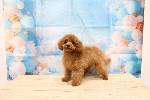 愛知県のトイプードル(トイ) (ペットショッププチマリア 一宮イオンモール木曽川キリオ店/2026年5月8日生まれ/女の子/レッド)の子犬の3枚目の画像