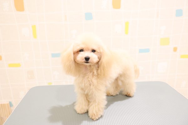 岐阜県のトイプードル(ティーカップ) (ペットショッププチマリア 岐阜羽島店/2026年1月21日生まれ/男の子/オレンジフォーン)の子犬の2枚目の画像
