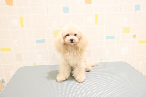 岐阜県のトイプードル(ティーカップ) (ペットショッププチマリア 岐阜羽島店/2026年1月21日生まれ/男の子/オレンジフォーン)の子犬の3枚目の画像