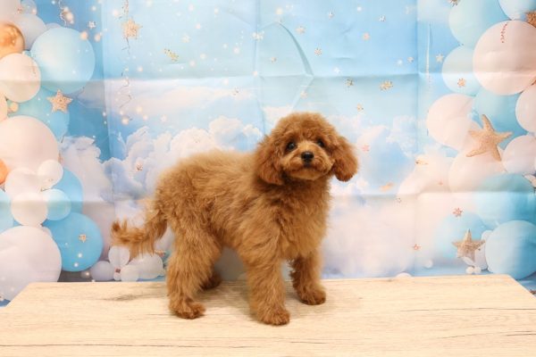 愛知県のトイプードル(トイ) (ペットショッププチマリア 一宮イオンモール木曽川キリオ店/2026年5月8日生まれ/女の子/レッド)の子犬の4枚目の画像