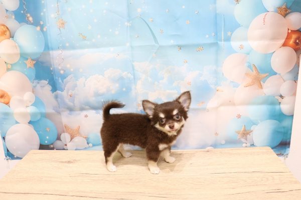 愛知県のチワワ(ロング) (ペットショッププチマリア 一宮イオンモール木曽川キリオ店/2026年7月5日生まれ/女の子/チョコレートクリーム)の子犬の3枚目の画像