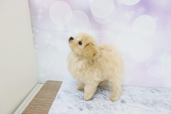 愛知県のマルプー(マルチーズ×プードル) (ペットショッププチマリア イオン小牧店/2026年6月14日生まれ/女の子/クリーム)の子犬の4枚目の画像