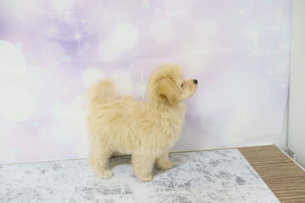 愛知県のマルプー(マルチーズ×プードル) (ペットショッププチマリア イオン小牧店/2026年6月14日生まれ/女の子/クリーム)の子犬の3枚目の画像