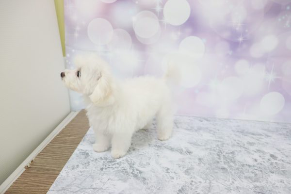 愛知県のミックス（ハーフ犬） (ペットショッププチマリア イオン小牧店/2026年4月29日生まれ/男の子/ホワイト)の子犬の3枚目の画像