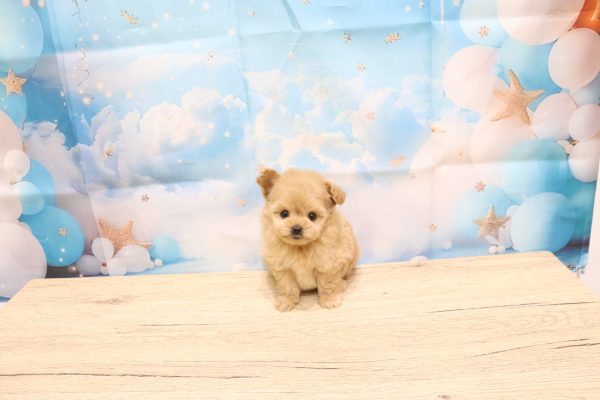 愛知県のポメプー(ポメラニアン×プードル) (ペットショッププチマリア 一宮イオンモール木曽川キリオ店/2026年7月3日生まれ/女の子/クリーム)の子犬の2枚目の画像