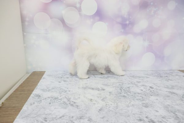 愛知県のミックス（ハーフ犬） (ペットショッププチマリア イオン小牧店/2026年4月29日生まれ/男の子/ホワイト)の子犬の4枚目の画像