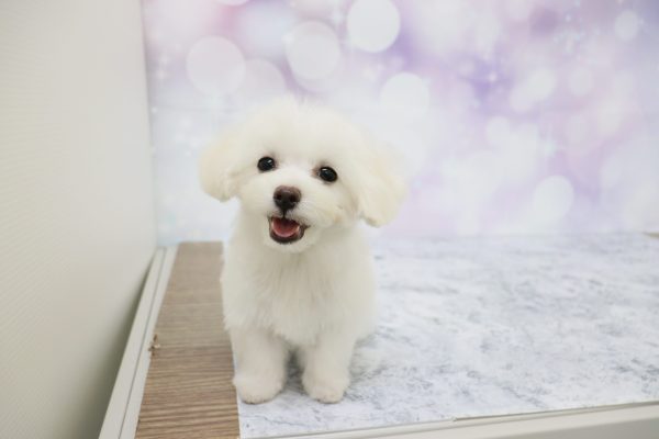 愛知県のミックス（ハーフ犬） (ペットショッププチマリア イオン小牧店/2026年4月29日生まれ/男の子/ホワイト)の子犬の2枚目の画像