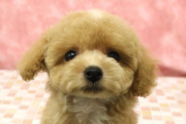 ミックス(ハーフ犬)