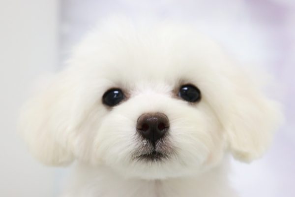 ミックス(ハーフ犬)