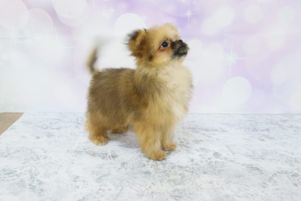 愛知県のミックス（ハーフ犬） (ペットショッププチマリア イオン小牧店/2026年5月20日生まれ/男の子/ブラウン)の子犬の3枚目の画像