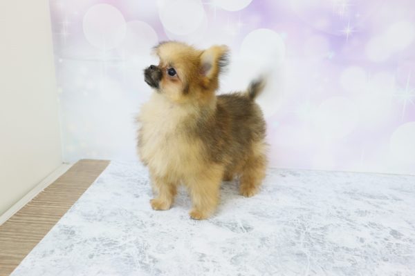 愛知県のミックス（ハーフ犬） (ペットショッププチマリア イオン小牧店/2026年5月20日生まれ/男の子/ブラウン)の子犬の4枚目の画像