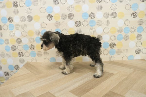 東京都のミニチュアシュナウザー (ペットショッププチマリア 多摩唐木田店/2026年7月19日生まれ/男の子/ソルトペッパー)の子犬の3枚目の画像