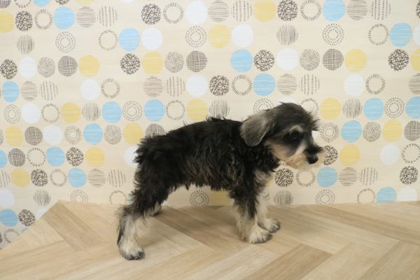 東京都のミニチュアシュナウザー (ペットショッププチマリア 多摩唐木田店/2026年7月19日生まれ/男の子/ソルトペッパー)の子犬の2枚目の画像