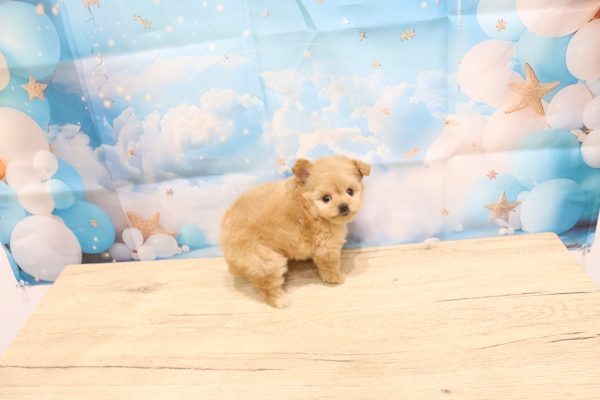 愛知県のポメプー(ポメラニアン×プードル) (ペットショッププチマリア 一宮イオンモール木曽川キリオ店/2026年7月3日生まれ/女の子/クリーム)の子犬の3枚目の画像