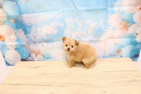 愛知県のポメプー(ポメラニアン×プードル) (ペットショッププチマリア 一宮イオンモール木曽川キリオ店/2026年7月3日生まれ/女の子/クリーム)の子犬の4枚目の画像