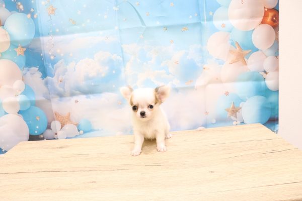 愛知県のチワワ(ロング) (ペットショッププチマリア 一宮イオンモール木曽川キリオ店/2026年7月8日生まれ/女の子/ホワイトフォーン)の子犬の2枚目の画像