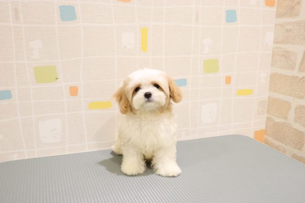 岐阜県のマルキャバ/キャバチーズ(マルチーズ×キャバリア) (ペットショッププチマリア 岐阜羽島店/2026年6月20日生まれ/男の子/ブレンハイム)の子犬の2枚目の画像