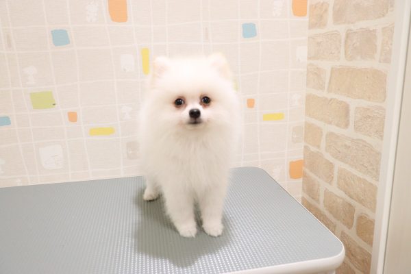 岐阜県のポメラニアン (ペットショッププチマリア 岐阜羽島店/2026年5月30日生まれ/男の子/クリーム)の子犬の3枚目の画像