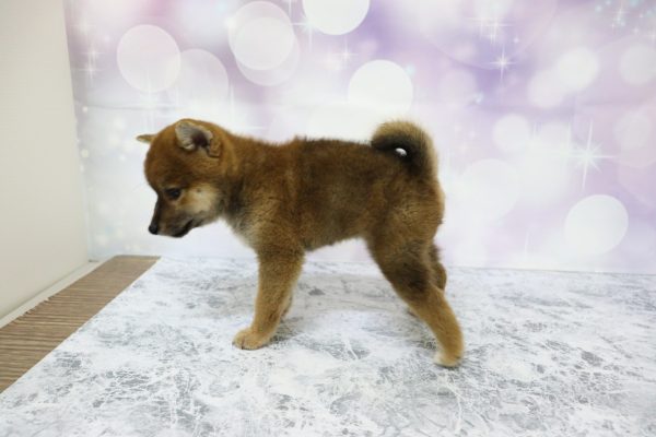 愛知県の柴犬(標準サイズ) (ペットショッププチマリア イオン小牧店/2026年7月5日生まれ/女の子/赤)の子犬の3枚目の画像