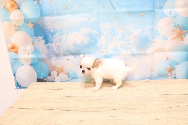 愛知県のチワワ(ロング) (ペットショッププチマリア 一宮イオンモール木曽川キリオ店/2026年7月8日生まれ/女の子/ホワイトフォーン)の子犬の3枚目の画像
