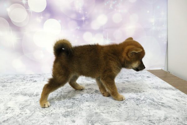 愛知県の柴犬(標準サイズ) (ペットショッププチマリア イオン小牧店/2026年7月5日生まれ/女の子/赤)の子犬の4枚目の画像