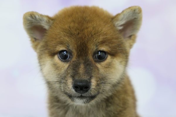 愛知県の柴犬(標準サイズ) (ペットショッププチマリア イオン小牧店/2026年7月5日生まれ/女の子/赤)の子犬の1枚目の画像