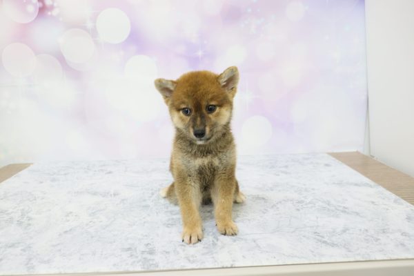 愛知県の柴犬(標準サイズ) (ペットショッププチマリア イオン小牧店/2026年7月5日生まれ/女の子/赤)の子犬の2枚目の画像