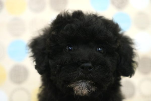 東京都のトイプードル(トイ) (ペットショッププチマリア 多摩唐木田店/2026年7月17日生まれ/女の子/ブラック)の子犬の1枚目の画像