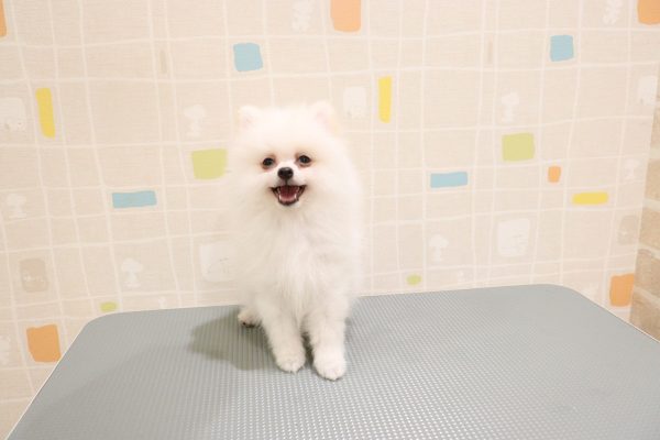 岐阜県のポメラニアン (ペットショッププチマリア 岐阜羽島店/2026年5月30日生まれ/男の子/クリーム)の子犬の4枚目の画像