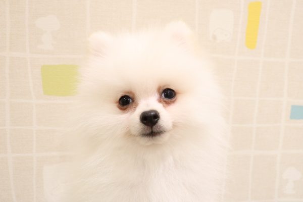 ポメラニアン
