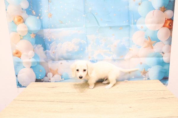 愛知県のミニチュアダックスフンド(ロング) (ペットショッププチマリア 一宮イオンモール木曽川キリオ店/2026年7月4日生まれ/男の子/イエロー)の子犬の3枚目の画像