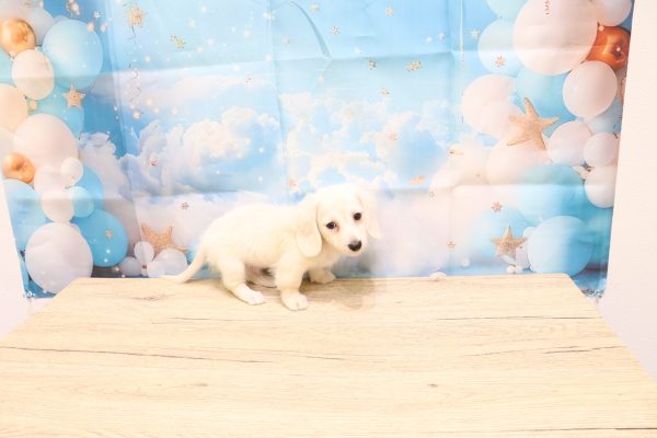 愛知県のミニチュアダックスフンド(ロング) (ペットショッププチマリア 一宮イオンモール木曽川キリオ店/2026年7月4日生まれ/男の子/イエロー)の子犬の4枚目の画像