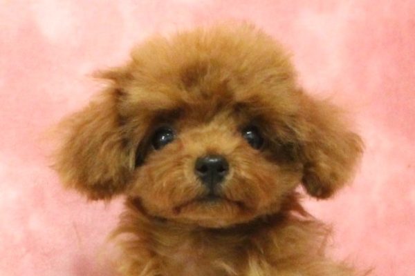 東京都のトイプードル(タイニー) (ペットショッププチマリア 稲城若葉台店/2026年6月14日生まれ/女の子/レッドフォーン)の子犬の1枚目の画像