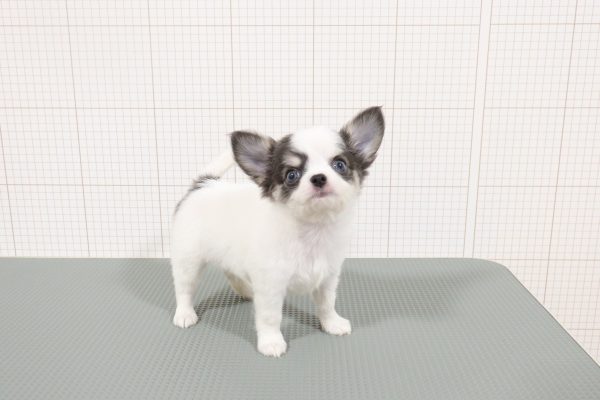 岐阜県のチワワ(ロング) (ペットショッププチマリア 岐阜羽島店/2026年7月11日生まれ/男の子/ホワイトブルータン)の子犬の3枚目の画像