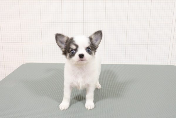 岐阜県のチワワ(ロング) (ペットショッププチマリア 岐阜羽島店/2026年7月11日生まれ/男の子/ホワイトブルータン)の子犬の2枚目の画像
