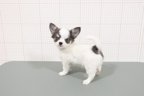 岐阜県のチワワ(ロング) (ペットショッププチマリア 岐阜羽島店/2026年7月11日生まれ/男の子/ホワイトブルータン)の子犬の4枚目の画像