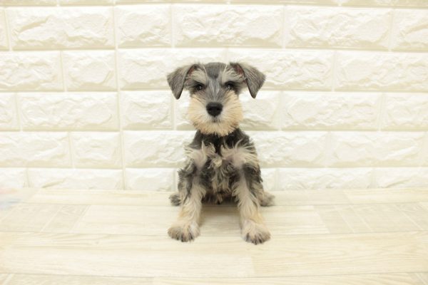 神奈川県のミニチュアシュナウザー (ペットショッププチマリア 横浜港北センター南店/2026年7月19日生まれ/女の子/ソルトペッパー)の子犬の2枚目の画像