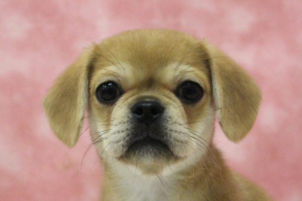 ミックス（ハーフ犬）