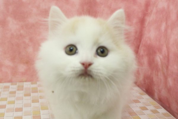 マンチカン
