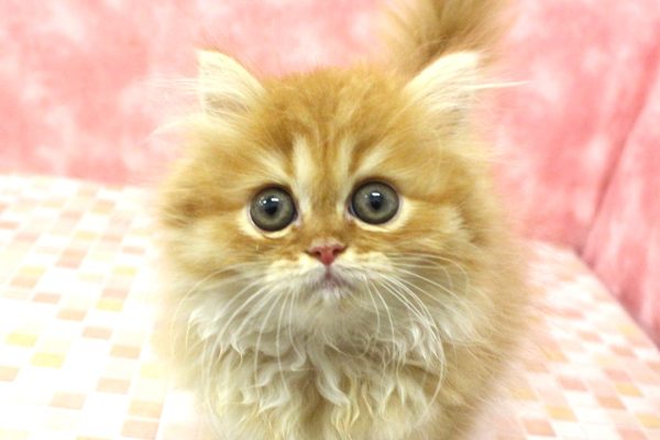 エキゾチック