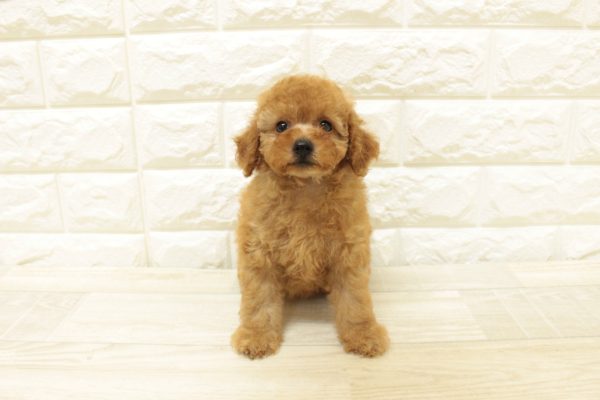 神奈川県のトイプードル(トイ) (ペットショッププチマリア 横浜港北センター南店/2026年7月22日生まれ/女の子/レッドフォーン)の子犬の2枚目の画像