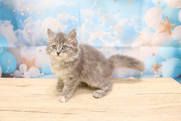 愛知県のミヌエット (ペットショッププチマリア 一宮イオンモール木曽川キリオ店/2026年7月12日生まれ/女の子/ブルーパッチドタビー)の子猫の3枚目の画像